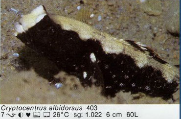 Cryptocentrus albidorsus